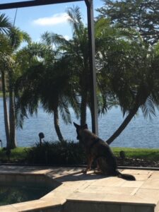 Dog sitting by pool overlooking lake.