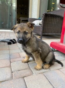 German Shepherd puppy sitting on patio tiles.
