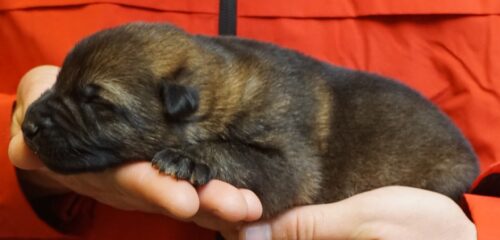 A person holding their dog 's paw over the face of it.