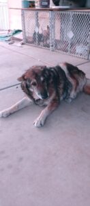 Dog lying on concrete floor outside fence.