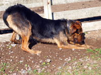 Dog digging in dirt near a fence.