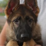 A person holding a german shepherd puppy in their arms.