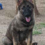 A german shepherd puppy sitting on the ground.