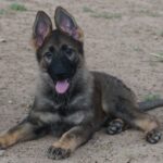 A german shepherd puppy sitting on the ground.