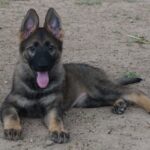 A german shepherd puppy laying on the ground.