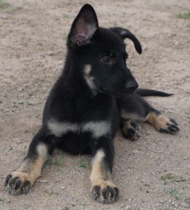 A black and brown puppy laying on the ground.