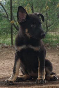 A black and brown puppy sitting on top of dirt ground.