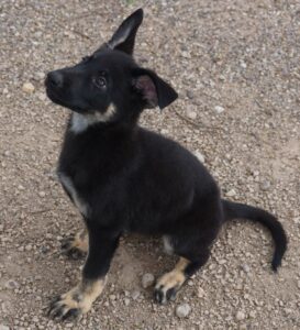 A black and white puppy sitting on the ground.