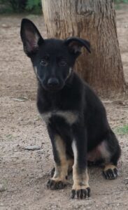 A black and brown puppy standing in front of a tree.