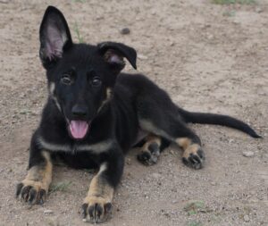 A black and brown dog laying on the ground.