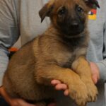 A person holding a puppy in their arms.