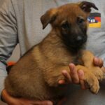 A person holding a puppy in their hands.
