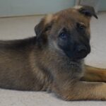 A puppy is laying on the floor looking at something.