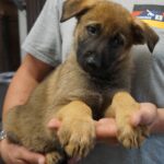A person holding a puppy in their hands.