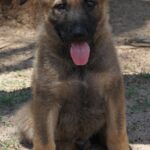 A german shepherd puppy sitting in the dirt.