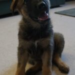 A puppy sitting on the floor looking at something.