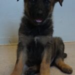 A puppy sitting on the floor in front of a wall.