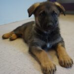 A puppy is laying on the floor looking at something.