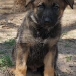 A puppy sitting on the ground in dirt.