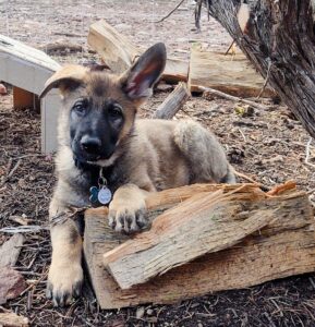 German Shepherd puppy resting on wooden logs.