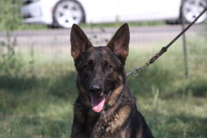 A german shepherd dog with its tongue hanging out.