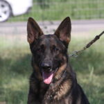 A german shepherd dog with its tongue hanging out.