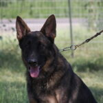 A german shepherd dog with its tongue hanging out.