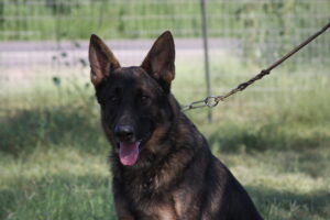A german shepherd dog with its tongue hanging out.
