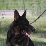 A black and brown dog with its tongue hanging out.