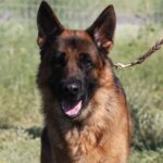 A german shepherd dog with its tongue hanging out.