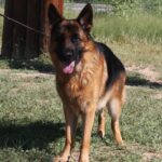 A german shepherd dog standing in the grass.