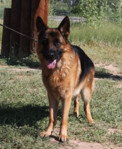 A german shepherd dog standing in the grass.