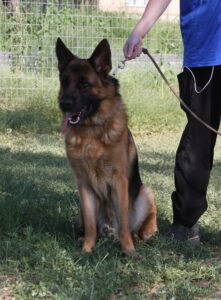 A person holding onto a leash and standing next to a dog.