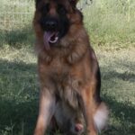 A german shepherd sitting in the grass.