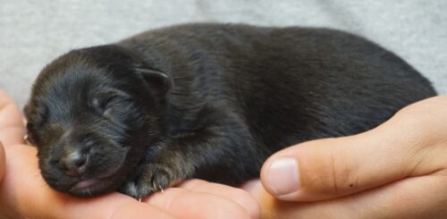 A person petting a cat while it sleeps.