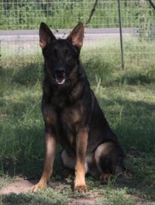 A german shepherd sitting in the grass.
