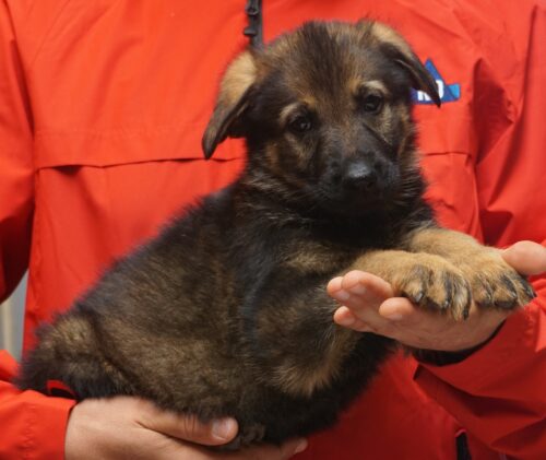 A person holding a puppy in their arms.