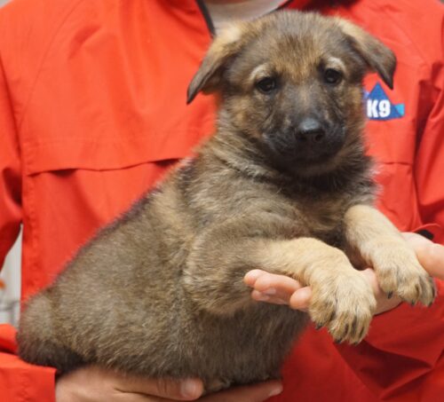 A person holding a puppy in their arms.