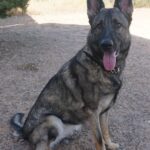 A german shepherd sitting on the ground with its tongue hanging out.