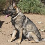 A german shepherd sitting on the ground in front of some bushes.
