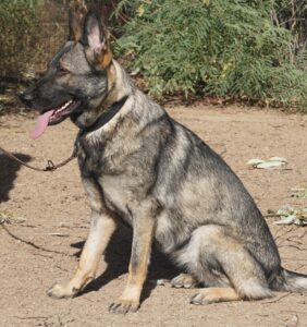 A german shepherd sitting on the ground in front of some bushes.