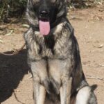A dog sitting on the ground with its tongue hanging out.