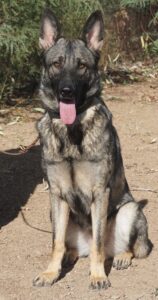 A dog sitting on the ground with its tongue hanging out.