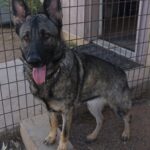 A dog standing in front of a fence.