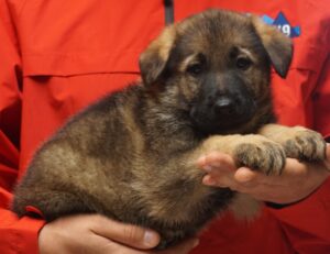 A person holding a puppy in their arms.