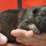 A person holding onto a puppy in their hand