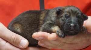 A person holding onto a puppy in their hand