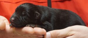 A person holding a black cat in their hand.
