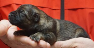 A person holding a dog in their hands.