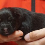A person holding a puppy in their hands.